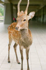 deer in nara japan