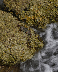 Green crab on the rock of the Red sea