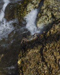 A crab on the tones in the sea