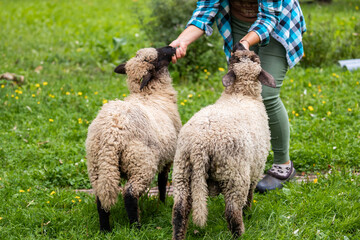 Woman feeding two lambs on a green lawn, focusing on the interaction with the animals. © True Pixel Art