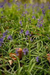 Wild Hyacinthsin the forests of Belgium