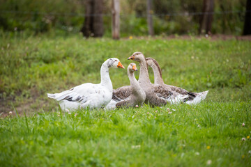 Obraz premium A small group of geese sitting on a grassy field, with one white goose and several brown geese in the background.