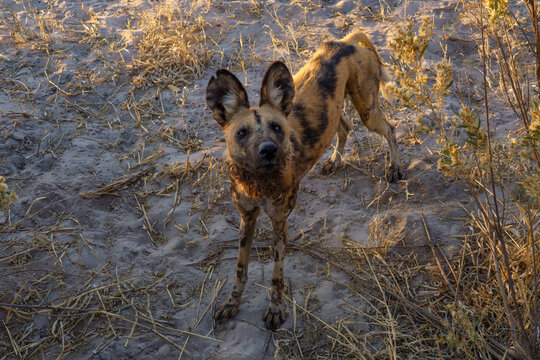 Endangered wild dog staring at the photographer in Botswana Africa