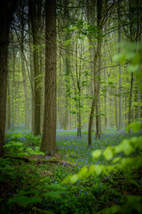 Obraz premium Wild Hyacinthsin the forests of Belgium