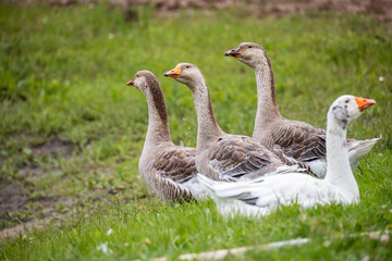 Obraz premium Side view of a group of geese standing and resting on a grassy field, with one white goose in the foreground.