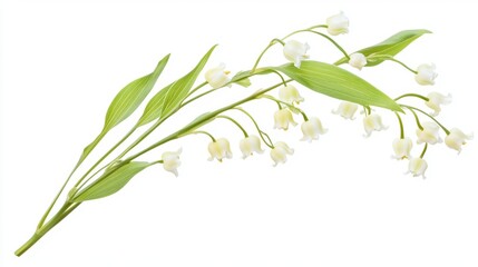 Lily of the Valley Flowers Isolated on White Background for Spring and Summer Decorations Generative AI