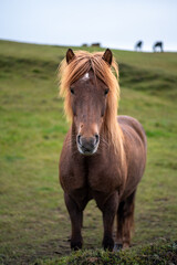 Obraz premium Horses of Iceland
