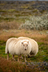Sheep of Iceland