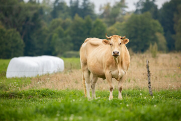 Obraz premium large beige cow stands in a green field, facing the camera, with round white hay bales visible in the background