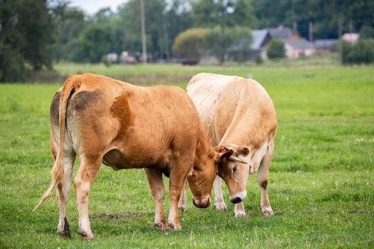 Two cows engage in a gentle head-to-head interaction in a lush field, showcasing natural animal behavior in an organic farming environment