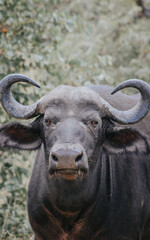 Naklejka premium Wildlife in Africa 