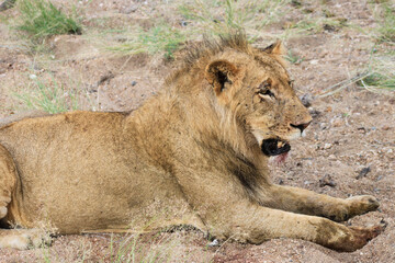 Wildlife in Africa 