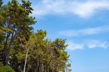 Fototapeta premium Pine tall trees treetops against blue cloudy sky. Nature landscape . Copy-space