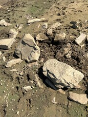 Scattered rocks on muddy, dry lakeshore under bright sunlight