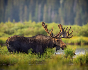 Bull Shiras Moose - alces alces - standing at water's edge of a high mountain valley pond Colorado, USA