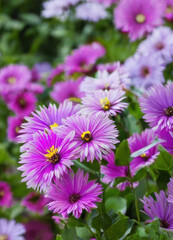 Obraz premium pink flowers