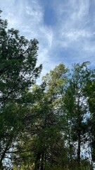 Crowns of trees against the blue sky. Photo taken in Gorica Park, Podgorica, Montenegro. High quality photo