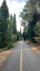 Naklejka premium Road in the forest, going into the distance. Pedestrian road in Gorica Park, in Podgorica, Montenegro. High quality photo