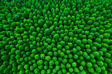 Top view of  forest 