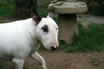 English Staffordshire Bull Terrier Puppy playing in the garden