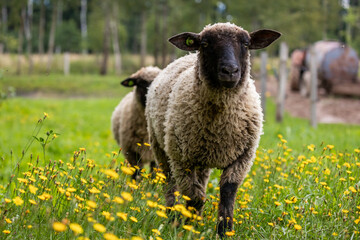 Fototapeta premium curious sheep walking through yellow wildflowers, with a peaceful rural background of geese and fields.