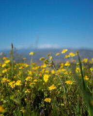 Obraz premium Yellow Flowers Blooming