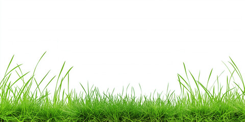 Fresh Green Grass Border Isolated on White Background - Natural Lawn Texture for Landscaping, Spring, and Summer Designs 