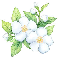 White jasmine flower with green leaves, watercolor style