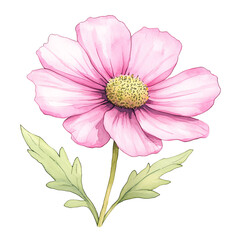 Obraz premium Cosmos flower in bright pink, watercolor style