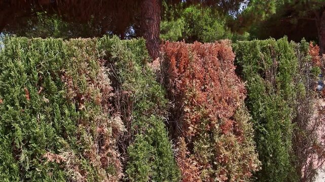 Browning of conifers is the name given to the symptoms of partial or total desiccation of these plants. It usually occurs especially in cypresses. Conifers in general. Fertilizer, pruning, irrigation.