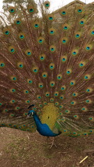 Obraz premium Peacock