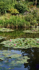 Hermoso Lago con Flor de Loto