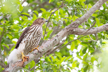 A young Cooper's hawk (Accipiter cooperii) in a tree in southwest Florida.