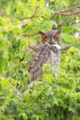A gorgeous great horned owl (Bubo virginianus) in a green tree in Sarasota, Florida