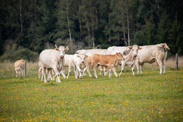 Fototapeta premium small herd of white cows walking together on a flower-strewn pasture with a backdrop of trees.