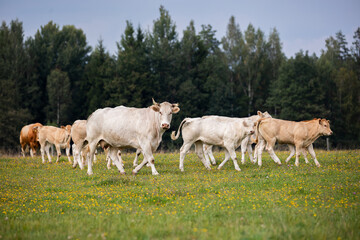 small herd of white cows walking together on a flower-strewn pasture with a backdrop of trees.