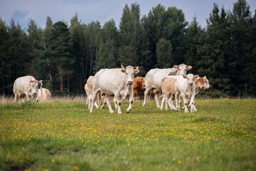 Fototapeta premium small herd of white cows walking together on a flower-strewn pasture with a backdrop of trees.