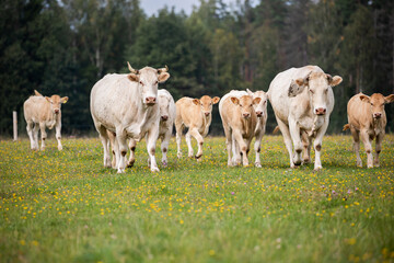 Fototapeta premium A group of white and light brown cows standing and grazing in a colorful, flower-filled meadow.