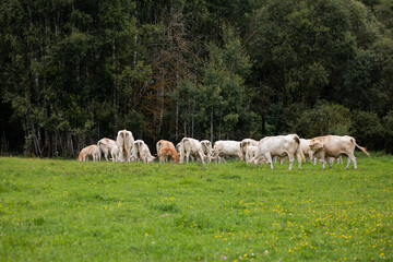 Obraz premium Herd of cows grazing together on a green pasture near a forest edge, enjoying the open field.