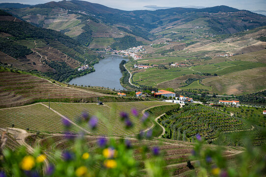 The Duoro River Valley in Portugal. Abundance of vineyards. The meanders of the river