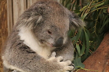 Koala © Milly