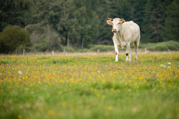 A white cow stands calmly in a grassy field dotted with wildflowers, surrounded by trees under a...