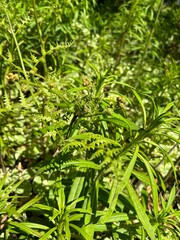 green grass background