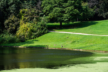 Fototapeta premium Water pond and green surroundings of the village park of Dilbeek, Belgium