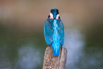 Back view of a Common kingfisher (Alcedo atthis), also known as the Eurasian kingfisher and river kingfisher