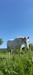 White horse in the green, tall grass, down angle photo. Rustic, rural, mobile photo shot in Moldovan village. 