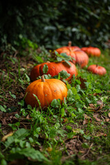 Happy Halloween. It's beggining to smell a lot like pumkins