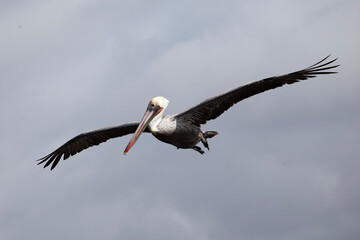 pelican in flight