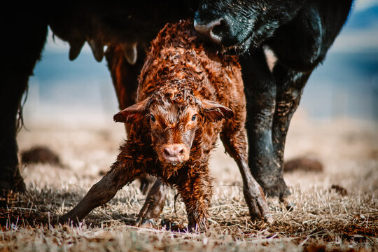 newborn calf in field standing up for the first time