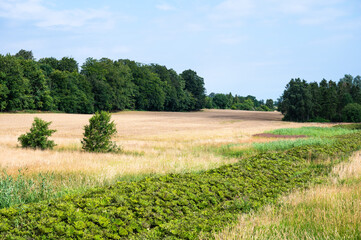 Agriculture field with golden wheat at the Danish countryside around Tappernoje, Denmark